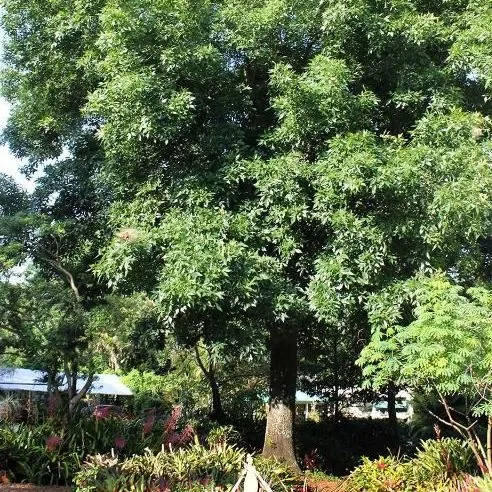 thumbnail for publication: Carya glabra: Pignut Hickory